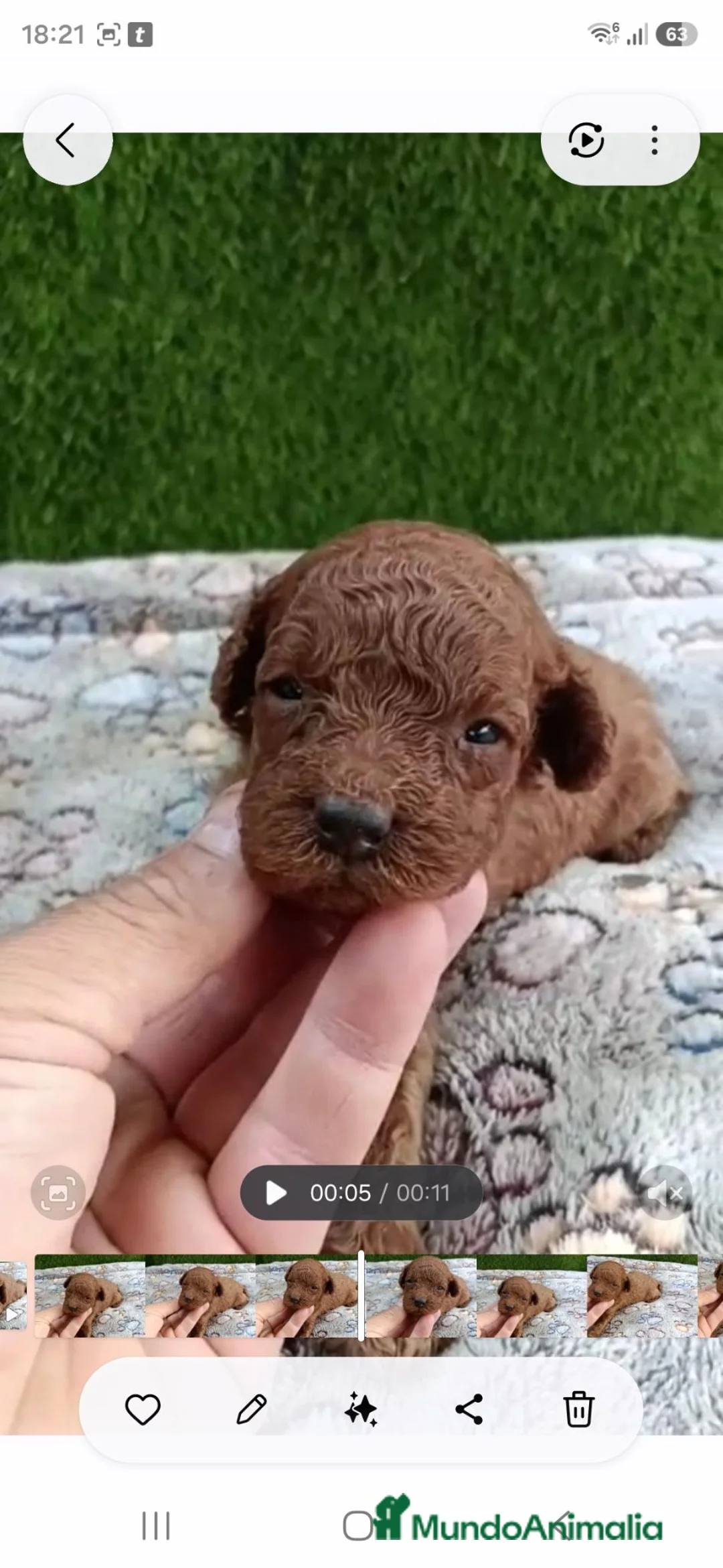 Caniche Toy perros en venta: Caniches toy rojos pimentón  - Anuncio 2