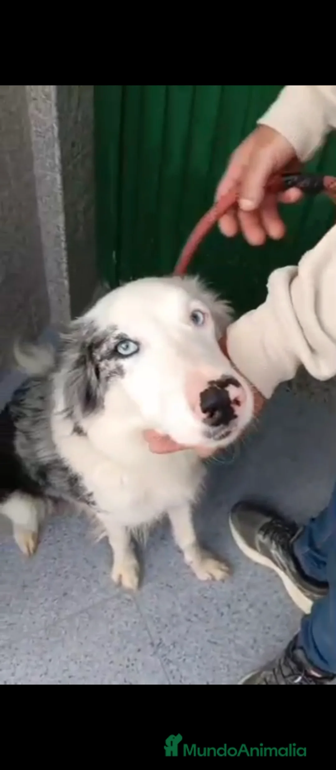 Border Collie perros en venta: Bordér collie merle  - Anuncio 2