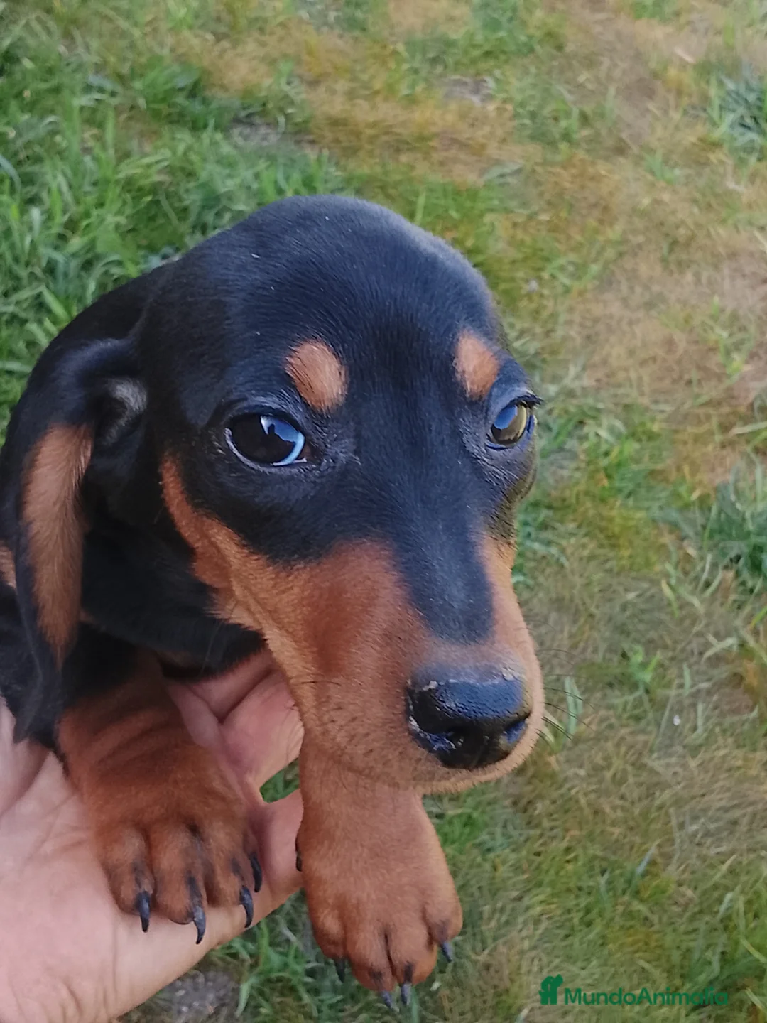 Teckel Miniatura perros en venta: Preciosa camada de teckel miniatura negro fuego  - Anuncio 2