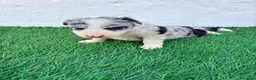 Border Collie perros en venta: Border Collie merle blue - Anuncio 12