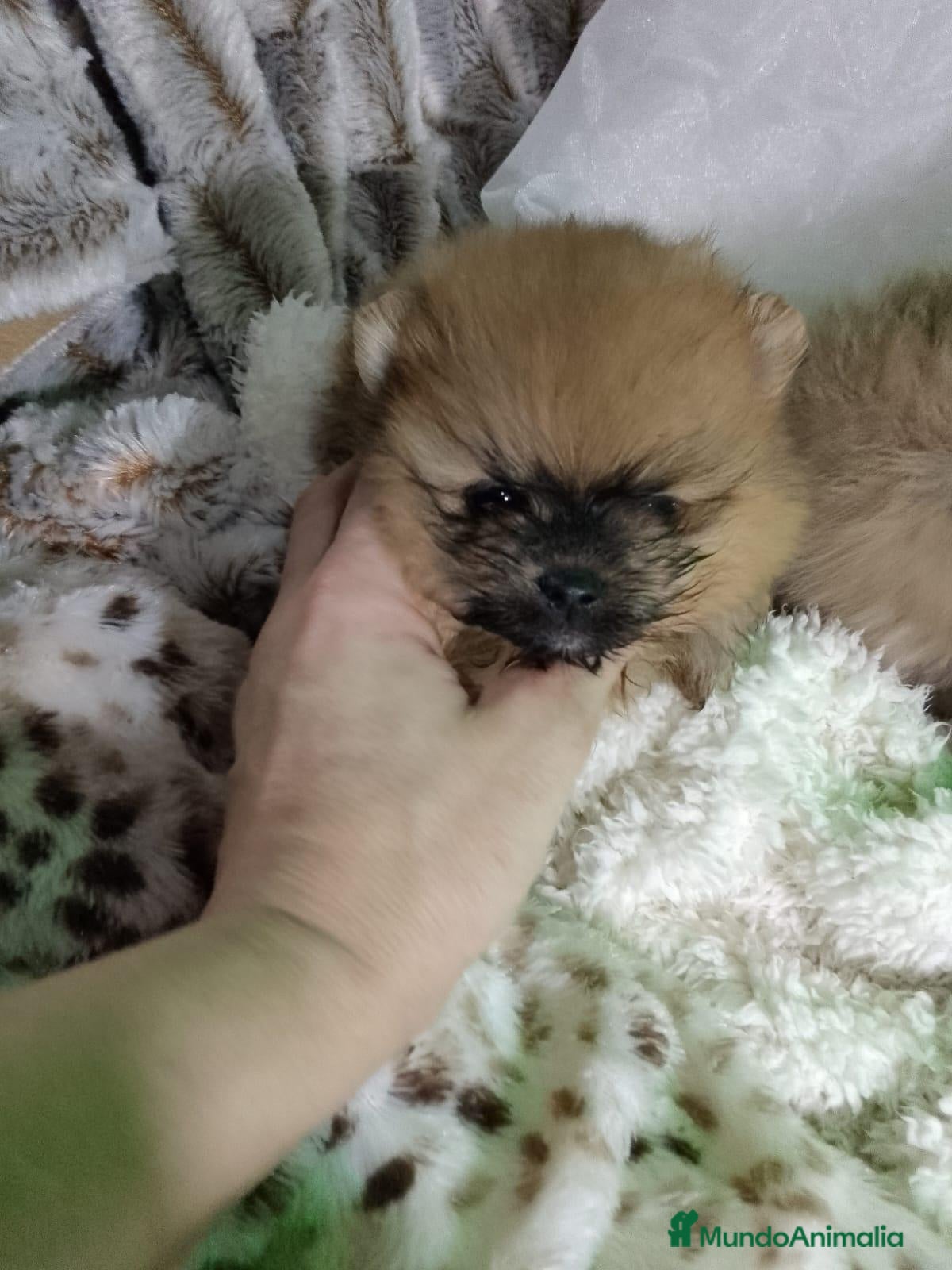 Pomerania perros ‼️POMERANIAS AMERICANOS BOO - Anuncio 1