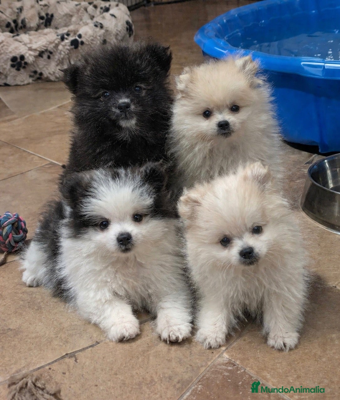 Pomerania perros Preciosos pomeranias🐻🐾 - Anuncio 4