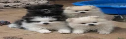 Pomerania perros en venta: Preciosos pomeranias🐻🐾 en Murcia - Anuncio 1
