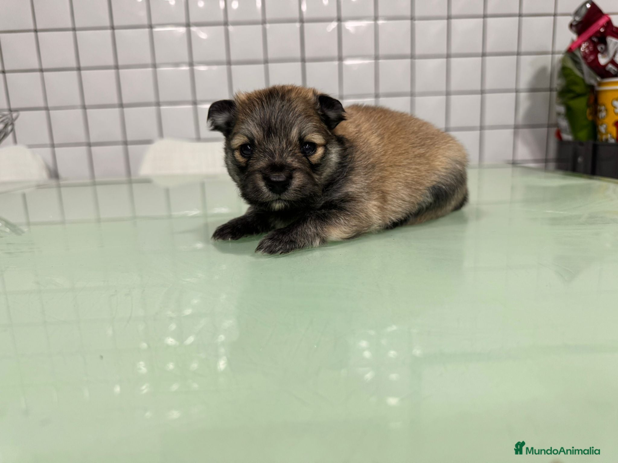 Pomerania perros pomerania macho toy sable  - Anuncio 2