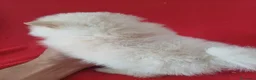Pomerania perros en venta: Pomerania  - Anuncio 3