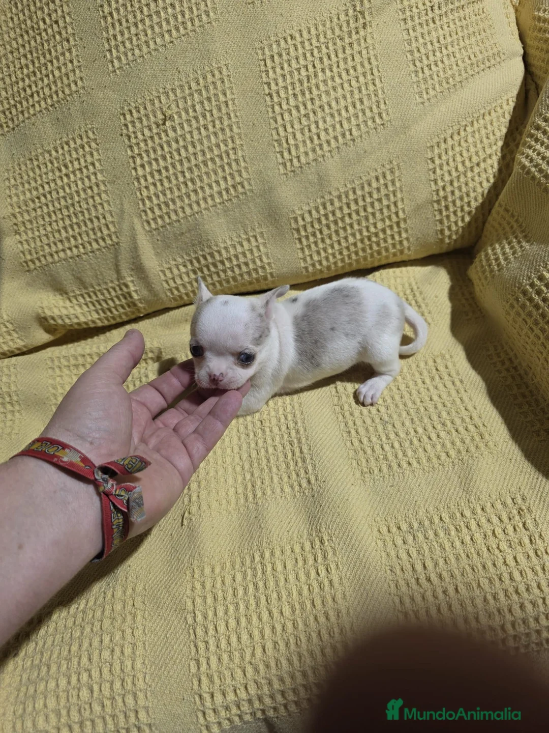 Chihuahua perros en venta: Hembra de Chihuahua Toy 🩷🐾🔥 - Anuncio 1