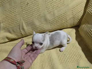 Chihuahua perros Hembra de Chihuahua Toy 🩷🐾🔥 - Anuncio 2