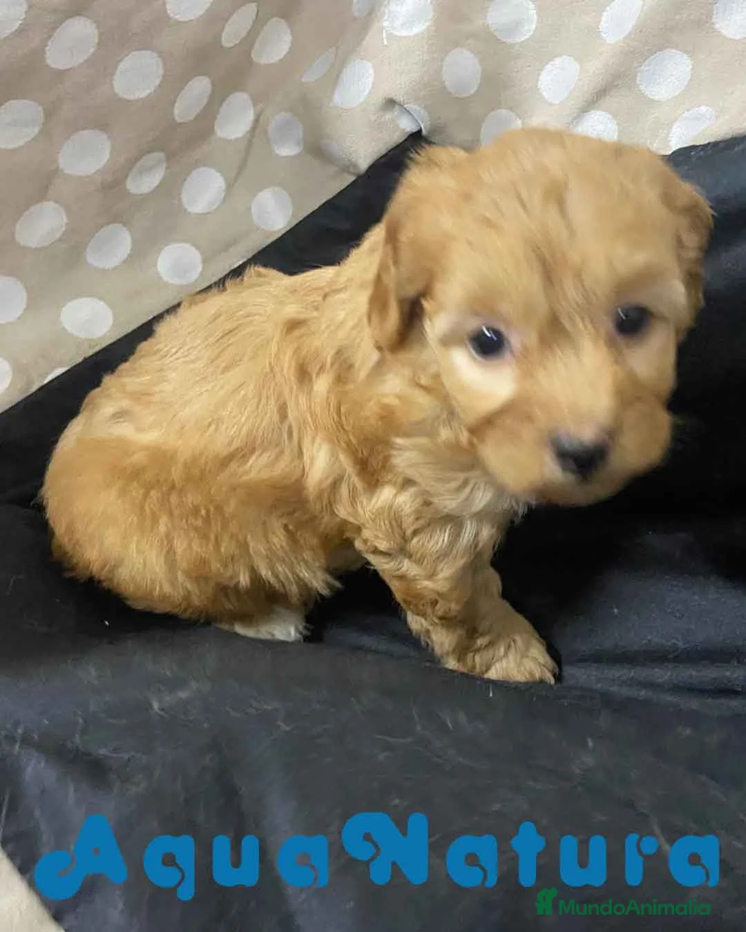 Havapoo perros en venta: Havapoo Hembra 2 de Locaty y Can AQUANATURA - Anuncio 5