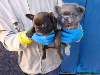 Chihuahua perros ‼️‼️Chihuahuas muy cariñosos tamaño mini - Anuncio 5