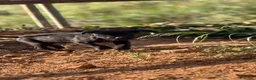 Cane Corso perros en venta: Cama de cane corso de mucha calidad - Anuncio 5