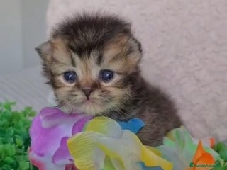 Británico de Pelo Corto gatos - Anuncio 20