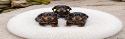 Teckel Miniatura perros en venta: Teckel Arlequin - Anuncio 1