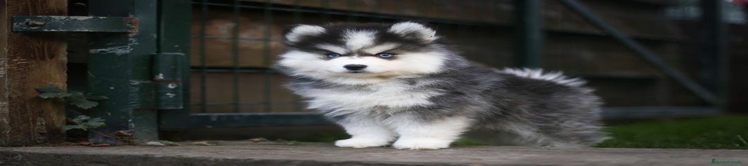 Pomsky Cachorro 4