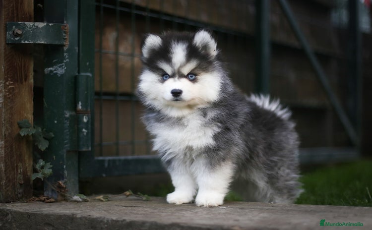 Pomsky perros - Propaganda 1