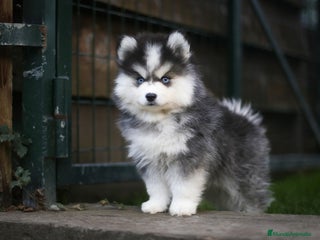 Pomsky perros - Anuncio 21