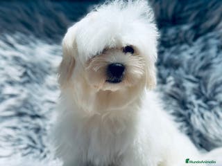 Bichón Maltés perros BICHÓN MALTES TOY ESPECTACULAR - Anuncio 32