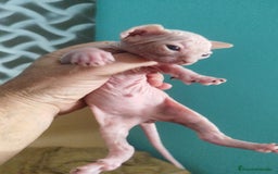 Sphynx gatos en venta: Sphynx pura raza. Tacto goma - Imagen 1