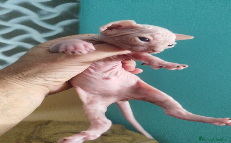 Sphynx gatos - Propaganda 1
