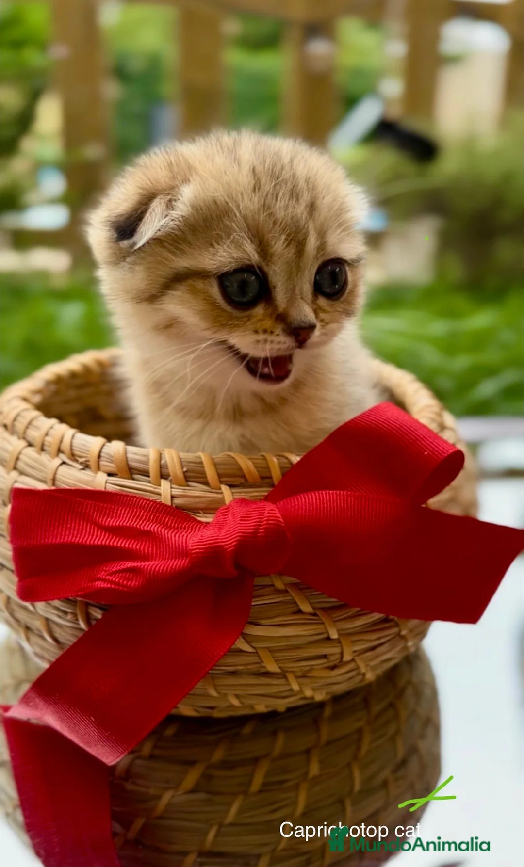 Británico de Pelo Corto gatos en venta: Británico gatitos - Anuncio 5