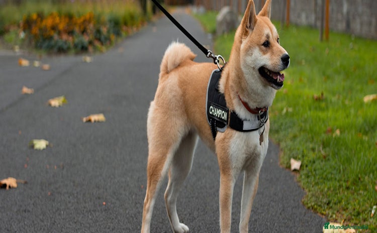 Akita Inu perros - Anuncio 1