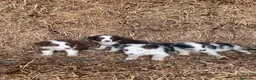 Border Collie perros en venta: Cachorros de Border collie  - Anuncio 2