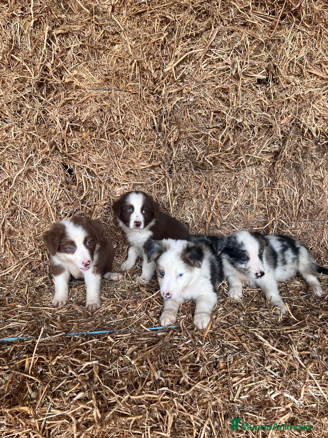 Border Collie perros en venta: Cachorros de Border collie  - Anuncio 2