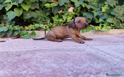 Teckel perros en venta: TECKEL HEMBRA OPORTUNIDAD  - Imagen 1