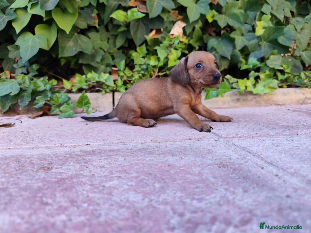 Teckel perros en venta: TECKEL HEMBRA OPORTUNIDAD  - Imagen 1