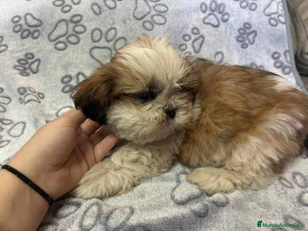 Shih Tzu perros en venta: Machitos de shihtzu - Anuncio 4