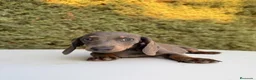 Teckel Miniatura perros en venta: Teckel Miniatura isabela - Anuncio 2