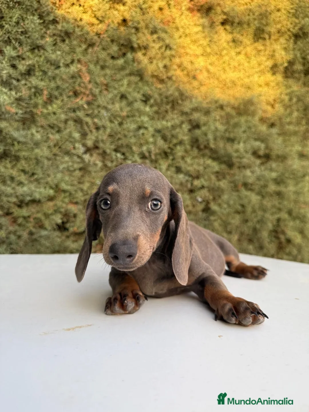 Teckel Miniatura perros en venta: Teckel Miniatura isabela - Anuncio 2