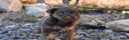 Yorkshire Terrier perros en venta: YORKSHIRE CHOCOLATE  - Anuncio 6