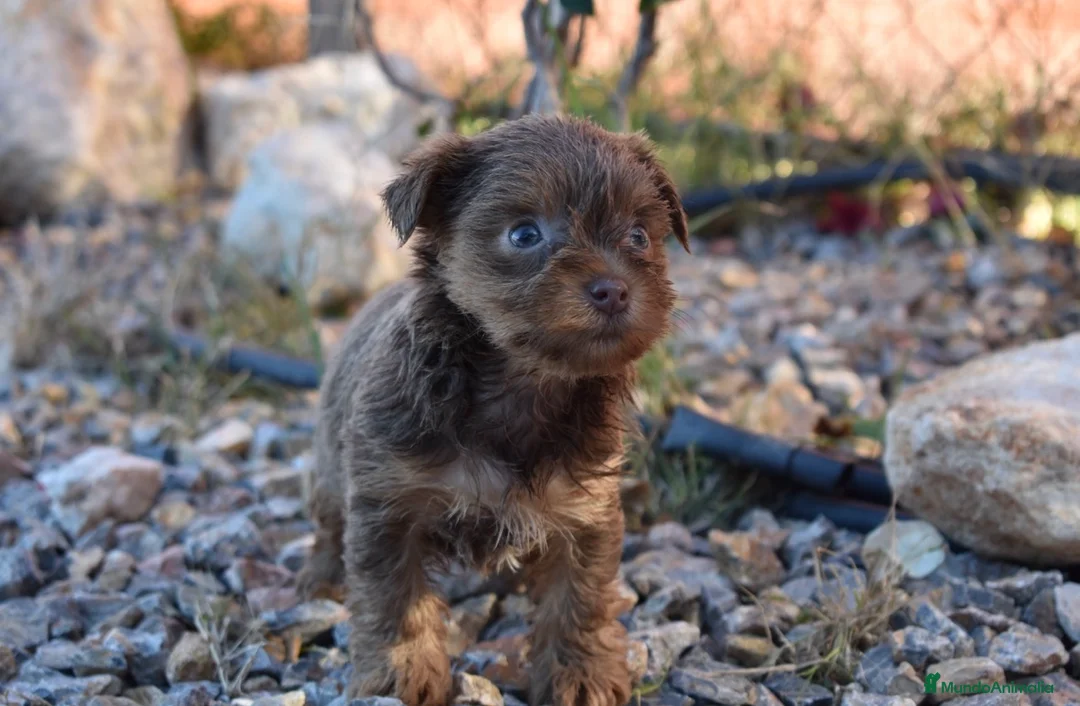 Yorkshire Terrier perros en venta: YORKSHIRE CHOCOLATE  - Anuncio 6