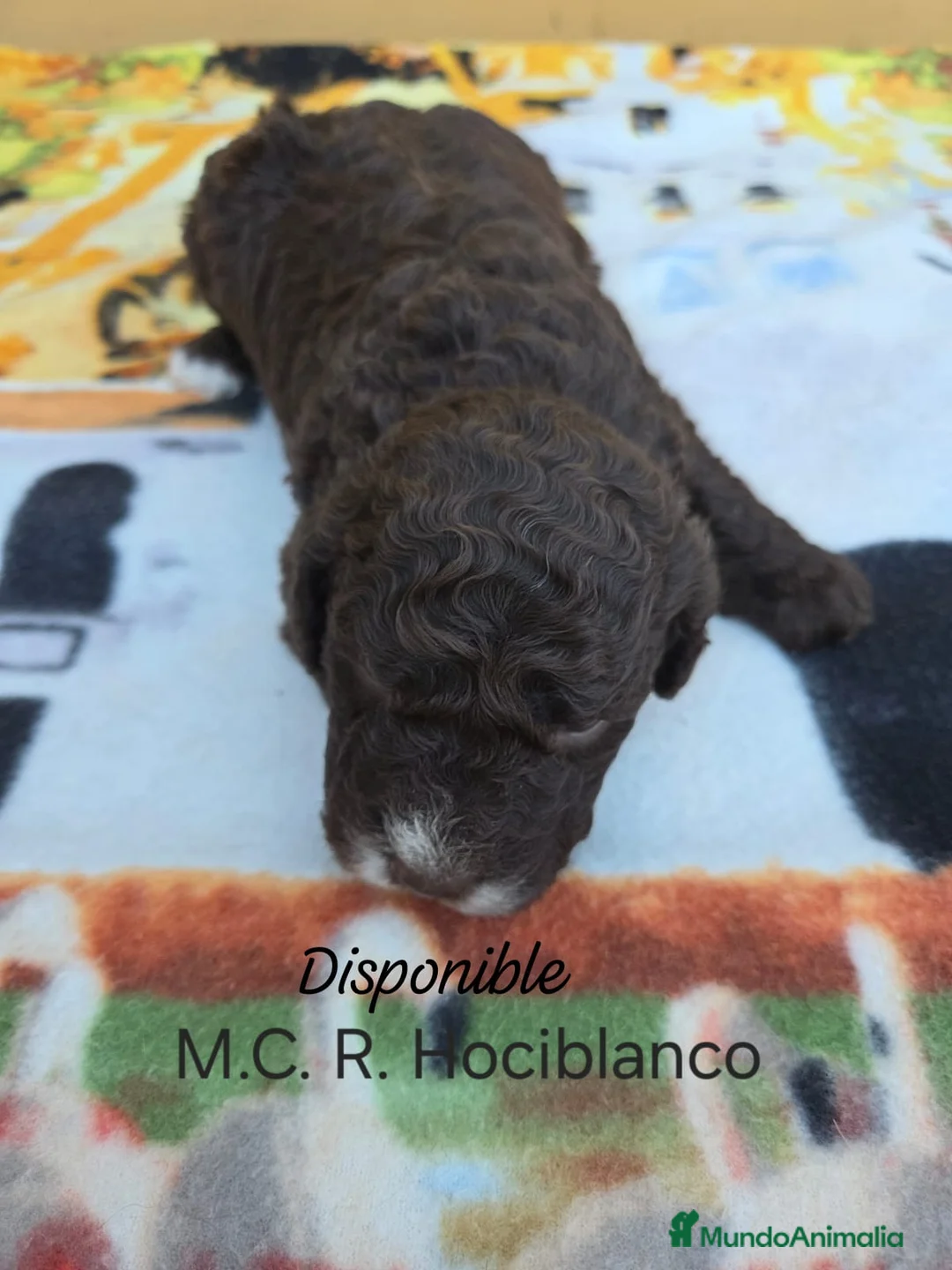 Perro de Agua Español perros en venta: Camada de perros de agua en Madrid - Anuncio 2