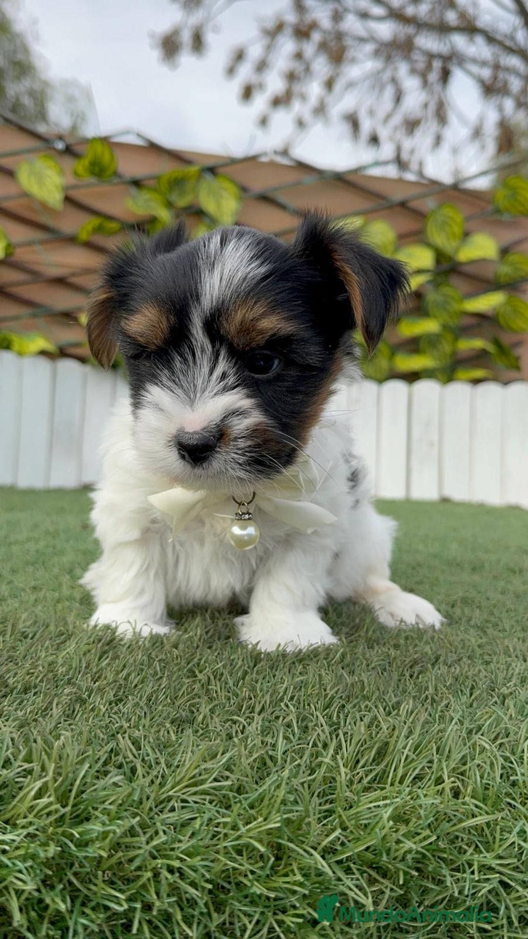 Yorkshire Terrier perros en venta: YORKSHIRE BIEWER - Anuncio 14