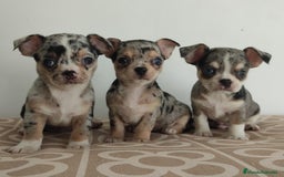 Chihuahua perros en venta: Chihuahua merle  - Imagen 2