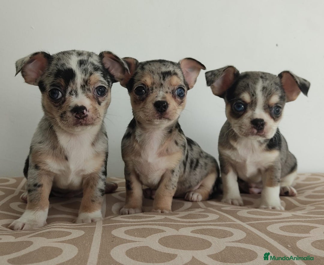 Chihuahua perros en venta: Chihuahua merle  - Imagen 2