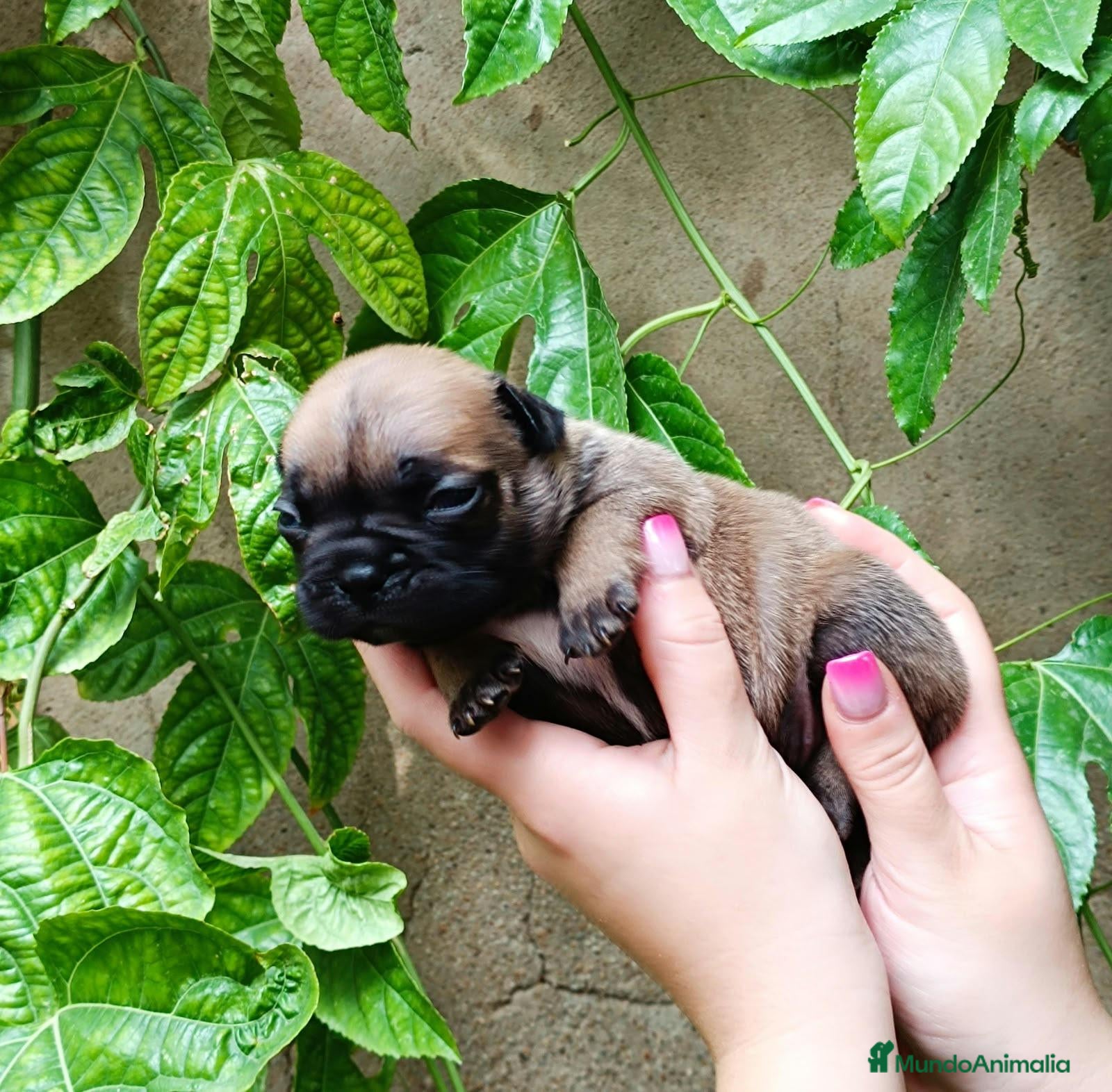 Bulldog Francés perros Bulldog frances - Anuncio 1