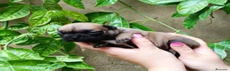 Bulldog Francés perros en venta: Bulldog frances - Anuncio 1