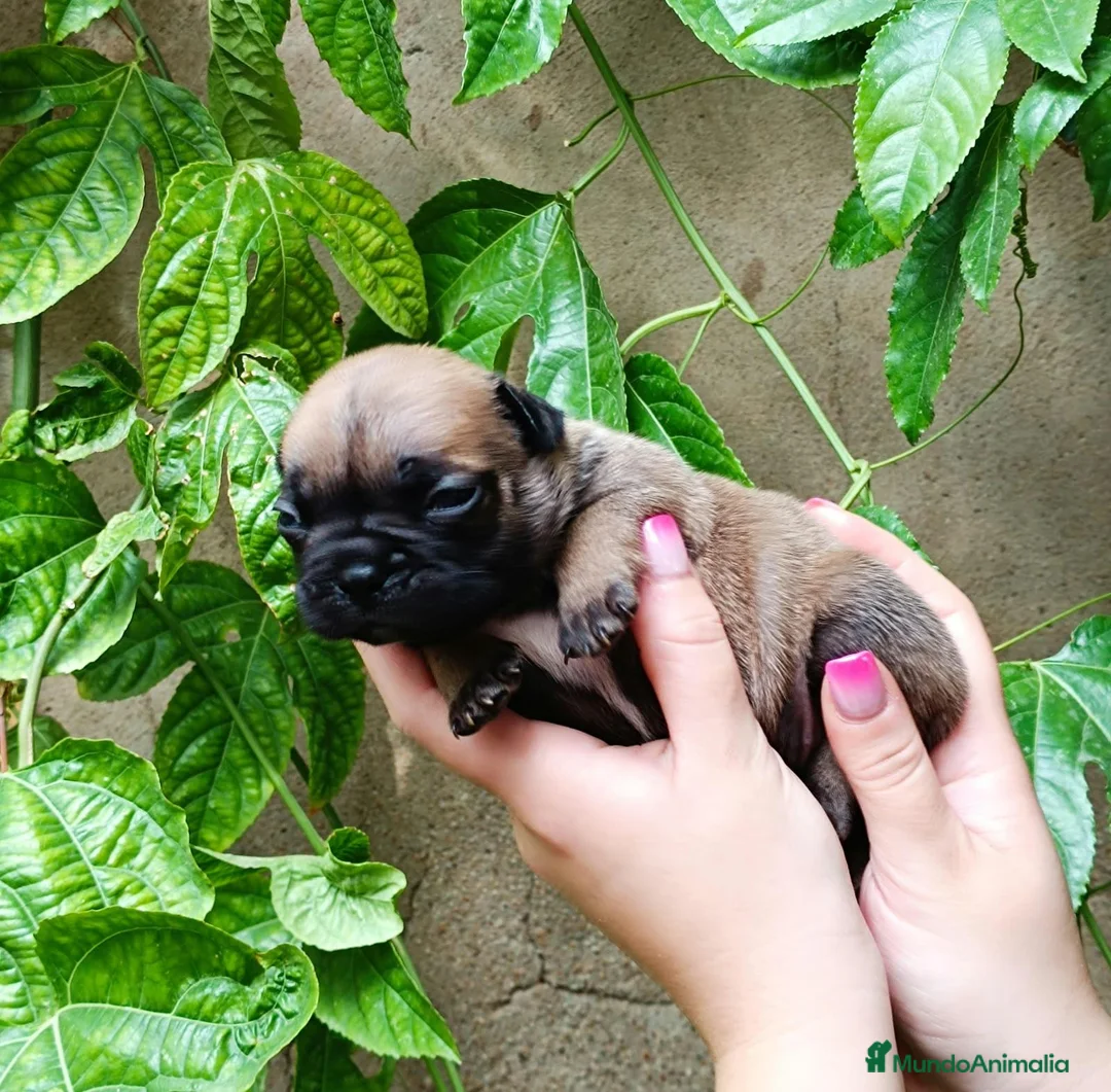 Bulldog Francés perros en venta: Bulldog frances - Anuncio 1