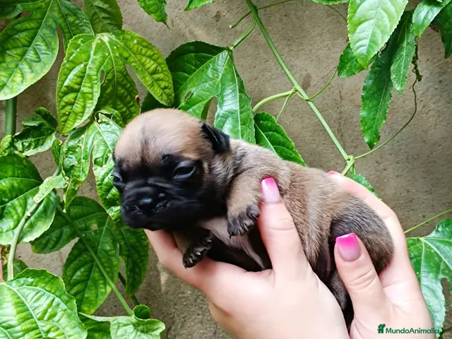 Bulldog Francés perros Bulldog frances - Anuncio 28