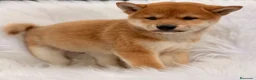 Shiba Inu perros en venta: CAMADA DE SHIBA INU DISPONIBLES - Anuncio 1
