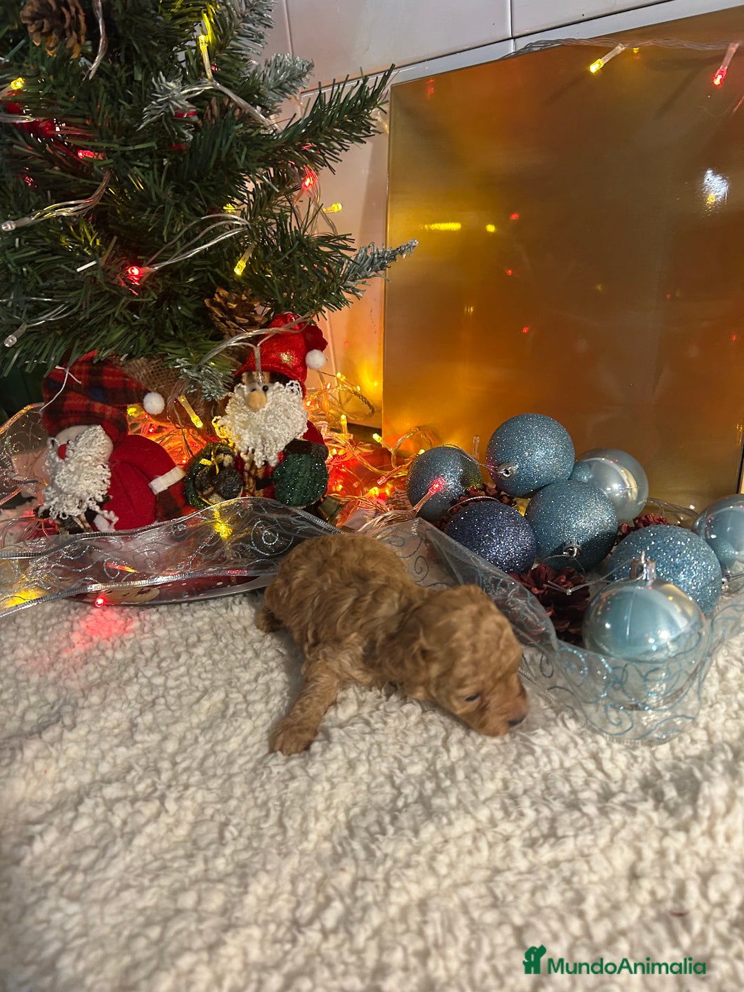 Caniche Toy perros en venta: Caniche toy - Anuncio 4