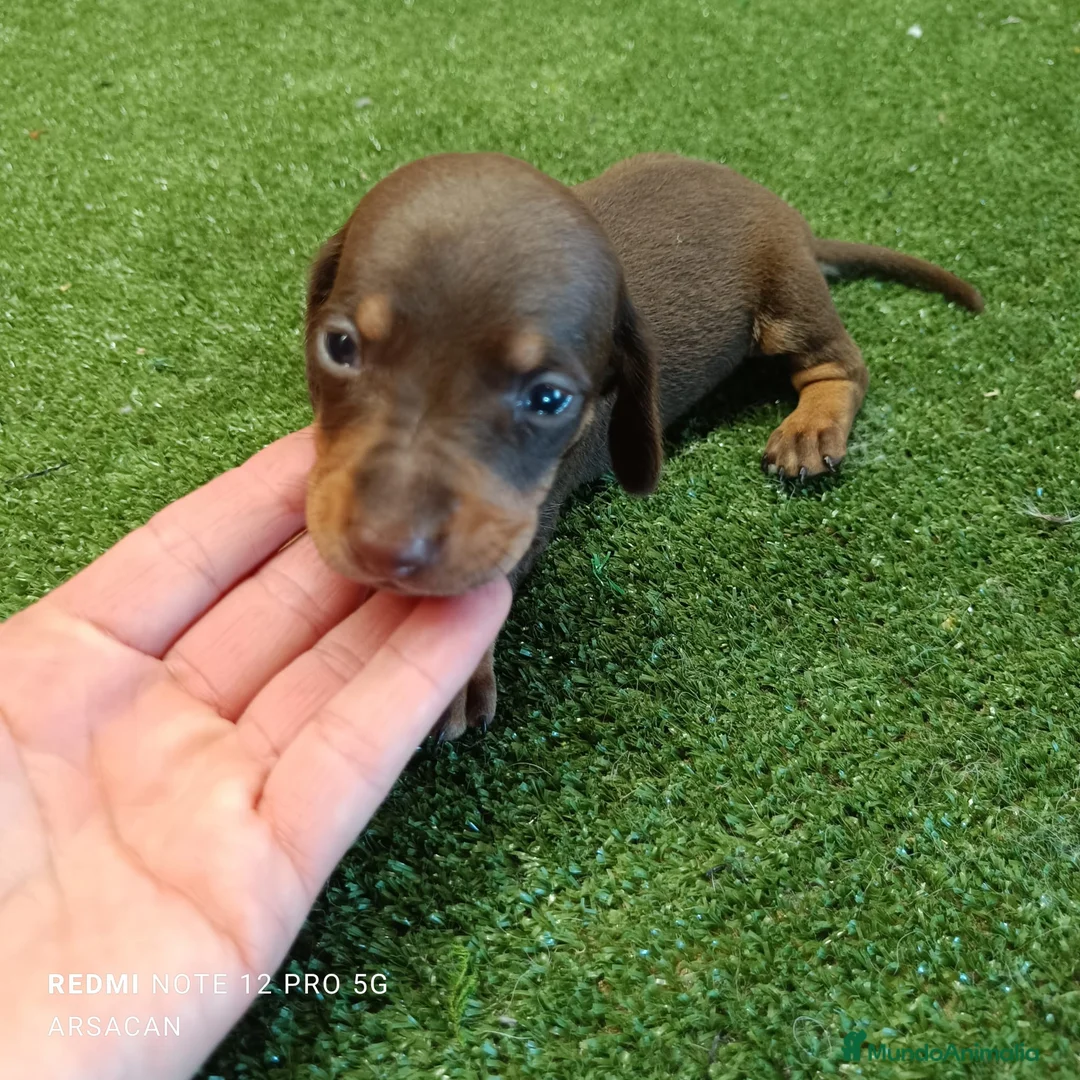 Teckel Miniatura perros en venta: Teckel mini  - Anuncio 8