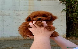 Caniche Toy perros en venta: Caniche teddy asiáticos  - Imagen 1