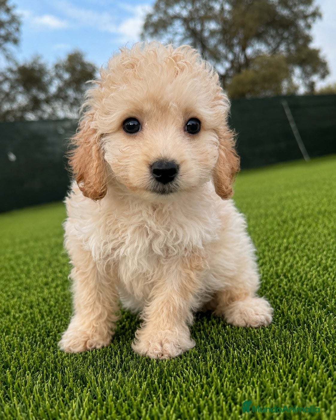 Maltipoo perros MALTIPOO - Anuncio 1