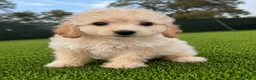 Maltipoo perros en venta: MALTIPOO - Anuncio 1
