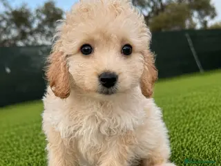 Maltipoo perros MALTIPOO - Anuncio 1