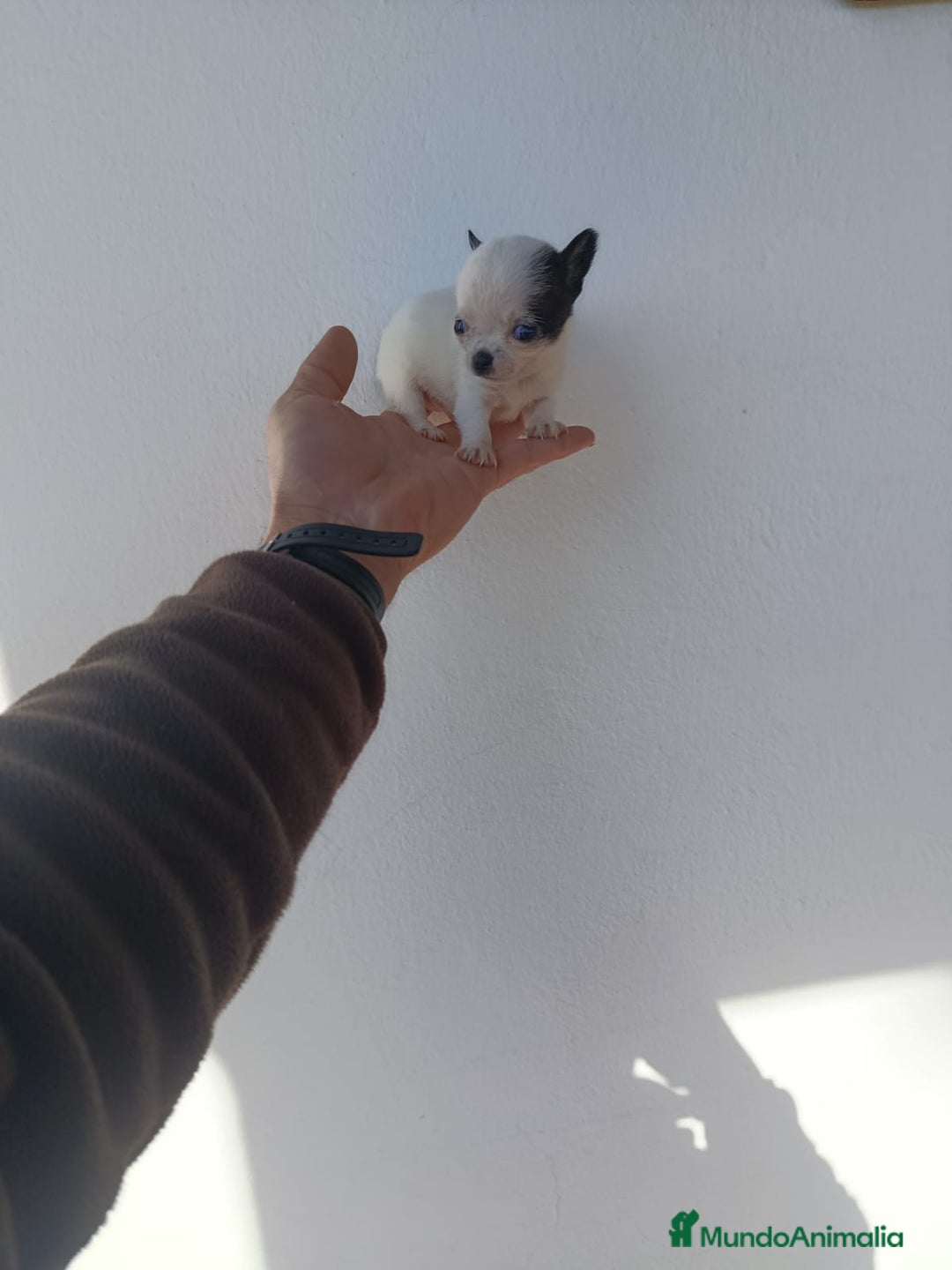Chihuahua perros en venta: IMPRESIONANTE  CHIHUAHUA   LINEA  TOY   - Anuncio 19