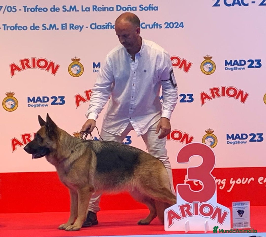 Pastor Alemán perros en venta: Pastor alemán belleza  - Anuncio 24